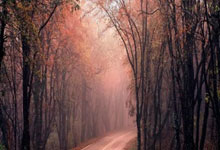 2018年世界杯巴西队为何未能夺冠？